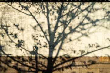 Tree shadows on the white wall.