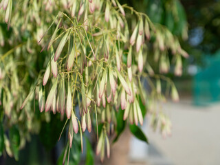 花を咲かせたシマトネリコ