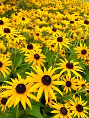 Birds love this home garden with bold, bright pop of color - easy maintenance and showy blossoms lasting all season.  Orange coneflowers thrive in the northeast summer heat, full sun and humidity.  