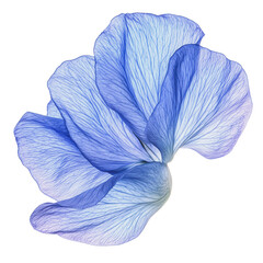 PNG Delicate blue petals showcasing intricate veins