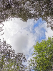 Fototapeta premium heart shape in trees and sky