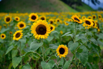 Obraz premium Landscape with golden sunflowers in August summer