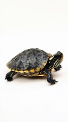 Obraz premium Turtle isolated on white background