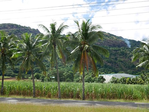 フィジーのラウトカ近郊のサトウキビ畑とヤシの木