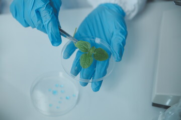 Scientist cutting plant tissue culture in petri dish, performing laboratory experiments. Small...