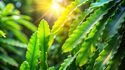 Green leaves of Epiphyllum oxypetalum backlit by sunlight, creating a captivating wallpaper, epiphyllum oxypetalum