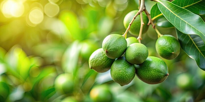 Green macadamia nut plant isolated on background , green, macadamia nut, plant,background, isolated, organic, agriculture, tropical