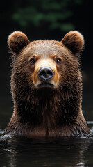 Fototapeta premium brown bear portrait