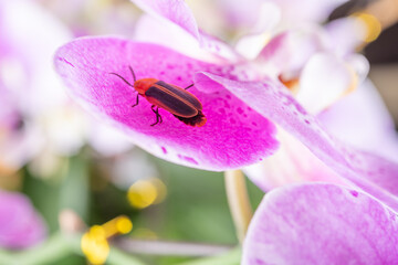 a firefly on lilac orchid at horizontal composition