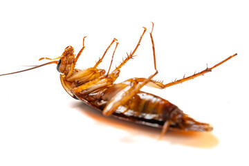 a poisoned and dying cockroach on white background close up at horizontal composition
