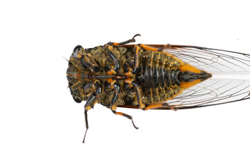 bottom of a cicadas on a white background