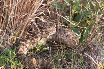 Diamondback Rattlesnake 