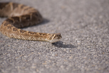 Diamondback Rattlesnake 