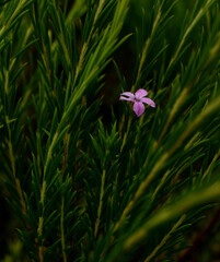 pink flower in the garden