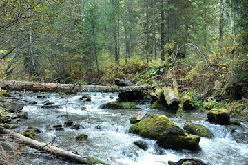 The stormy stream of a fast-moving river flowing from the mountains through the autumn forest,...