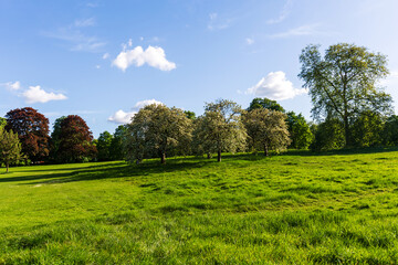 Obraz premium Lush Green Park with Blooming Trees