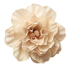 Isolated Clean White Flower Transparent PNG Files Graphic Resource