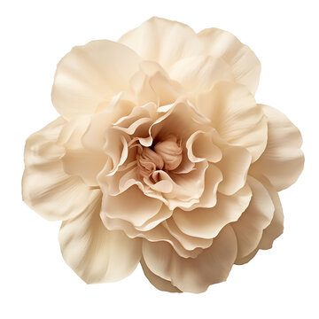 Isolated Clean White Flower Transparent PNG Files Graphic Resource