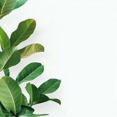 Obraz premium Lush green leaves on white background, minimalist tropical plant.