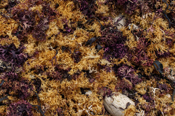 seaweed on rocks on the beach