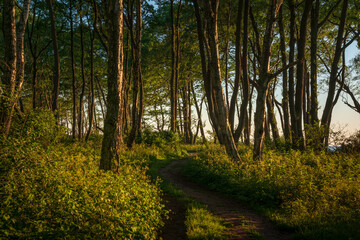 Deciduous forest adjacent to the beach on the Baltic Sea coast on a sunny summer day, Curonian Spit, Kaliningrad region, Russia