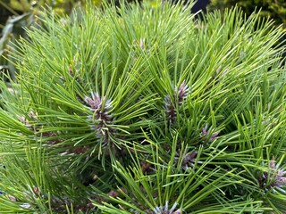 Close-Up of Lush Green Needles on Pinus Mugo 'Marie Bregeon' Dwarf Pine Plant