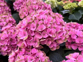 Vibrant Pink Hydrangea Blooms in Full Bloom - Close-Up of Lush Garden Flowers