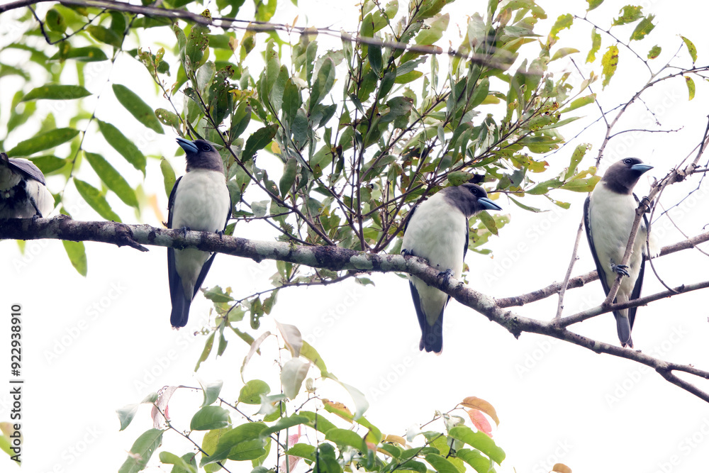 Poster the ivory-backed woodswallow (artamus monachus) is a species of bird in the family artamidae. it is 