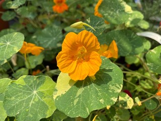 Edible Orange Nasturtium Flower in Bloom - (Tropaeolum majus)
