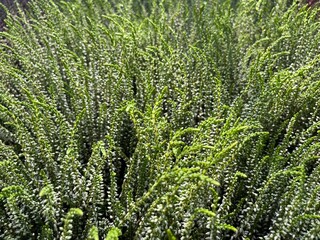 Green Heather Plant Close-Up – Lush Foliage and Early Buds