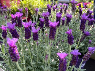 Naklejka premium Vibrant Spanish Lavender in Full Bloom - Close-Up of Purple Blossoms