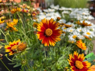 Vibrant Blanket Flower (Gaillardia) in Full Bloom - Close-up of Colorful Red and Yellow Petals in a Sunny Garden