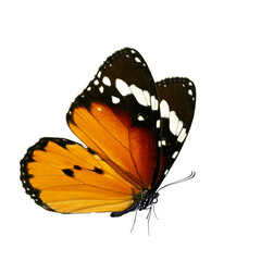 Beautiful butterfly isolated on a white background.