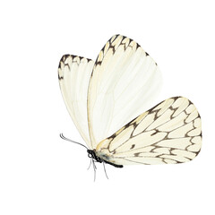 Beautiful butterfly isolated on a white background.