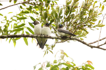 The ivory-backed woodswallow (Artamus monachus) is a species of bird in the family Artamidae. It is endemic to Sulawesi, Indonesia.