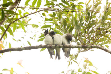 Obraz premium The ivory-backed woodswallow (Artamus monachus) is a species of bird in the family Artamidae. It is endemic to Sulawesi, Indonesia.