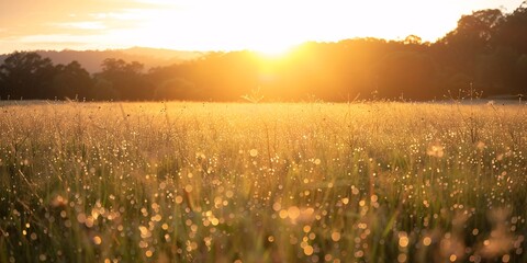 The sunset lights up a vast meadow full of flowers