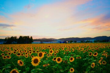 Fototapeta premium 福井県越前町のひまわり畑