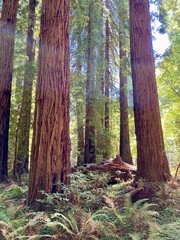 Fototapeta premium Muir Woods Redwoods in Marin Bay Area Northern California
