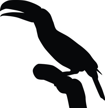 recommend clip art: Toucan silhouette full body illustration. Bird pose in wildlife.
