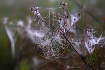 A cobweb on old dry grass covered with dew drops close-up. Drops of dew on the web.