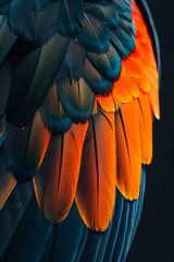 Fototapeta premium Close-up of vibrant blue and orange bird feathers.