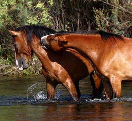 Wild Horses Sparring in River