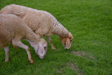 Obraz premium Two sheep are eating green grass in a meadow park. There is natural light.