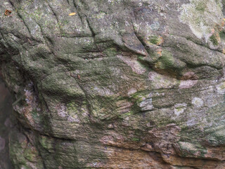 Stone texture in the forest for an organic nature background.     