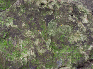 Stone texture in the forest for an organic nature background.     