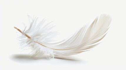 Obraz premium Single white feather isolated on white background.