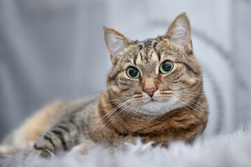 Indoor cat portrait - cat lying and looking relaxed