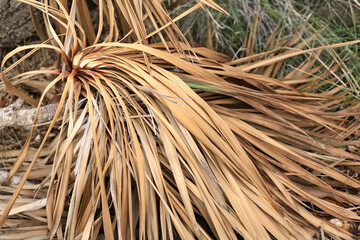 Dried dead leaves of a pandanus palm tree