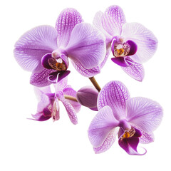 Fototapeta na wymiar PNG Beautiful purple orchids blooming in spring
